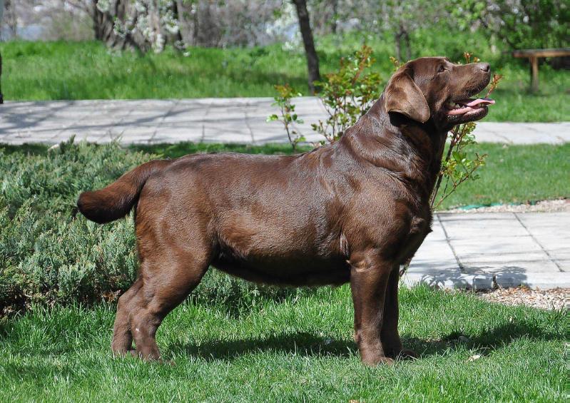 Rainriver A Piece Of Chocolate | Chocolate Labrador Retriver