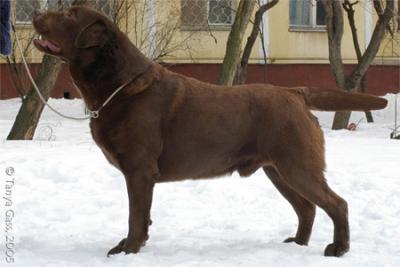 Multi CH Macho Gorska Fantazja | UNKN Labrador Retriver