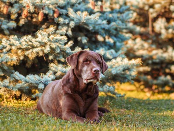 Multi CH Brightlight Of Moscow Bee For Hunter Submarine | UNKN Labrador Retriver