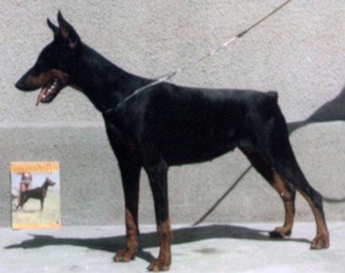 Charlett Dasvorg | Black Doberman Pinscher