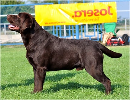 JCH UA, JGRCH UA, CH UA, UKU, LET, FT-D II Holstep's  Go-to-meeting | Chocolate Labrador Retriver