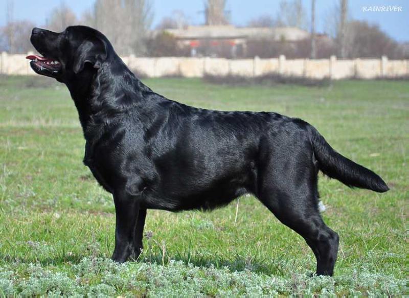 FT-D I,III A-sweet Black Violet Amelia | Black Labrador Retriver