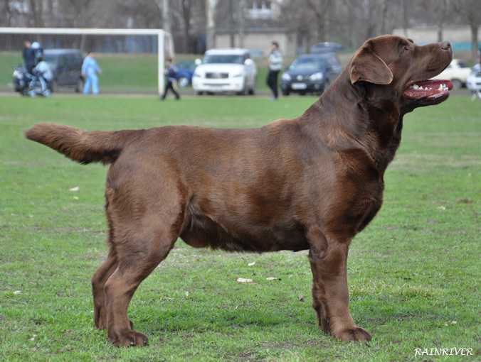 JCH UA, CH UA,  Rainriver Blue Blood | Chocolate Labrador Retriver