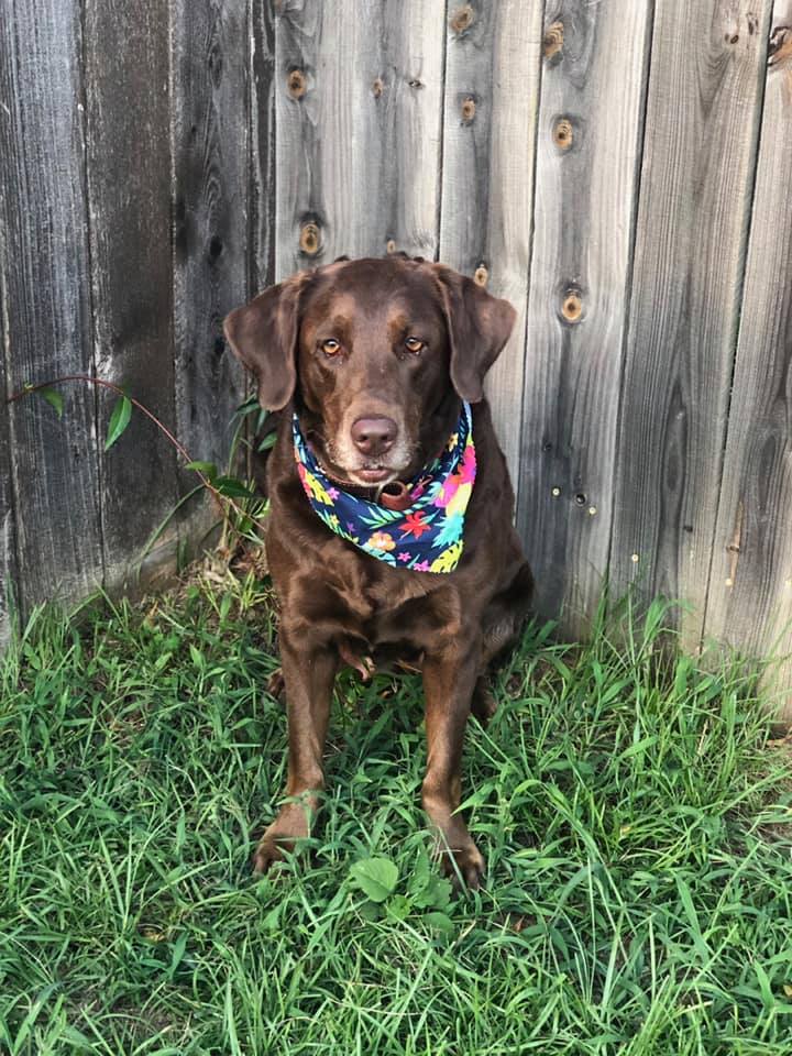 Walker's Cazador De Chocolate | Chocolate Labrador Retriver