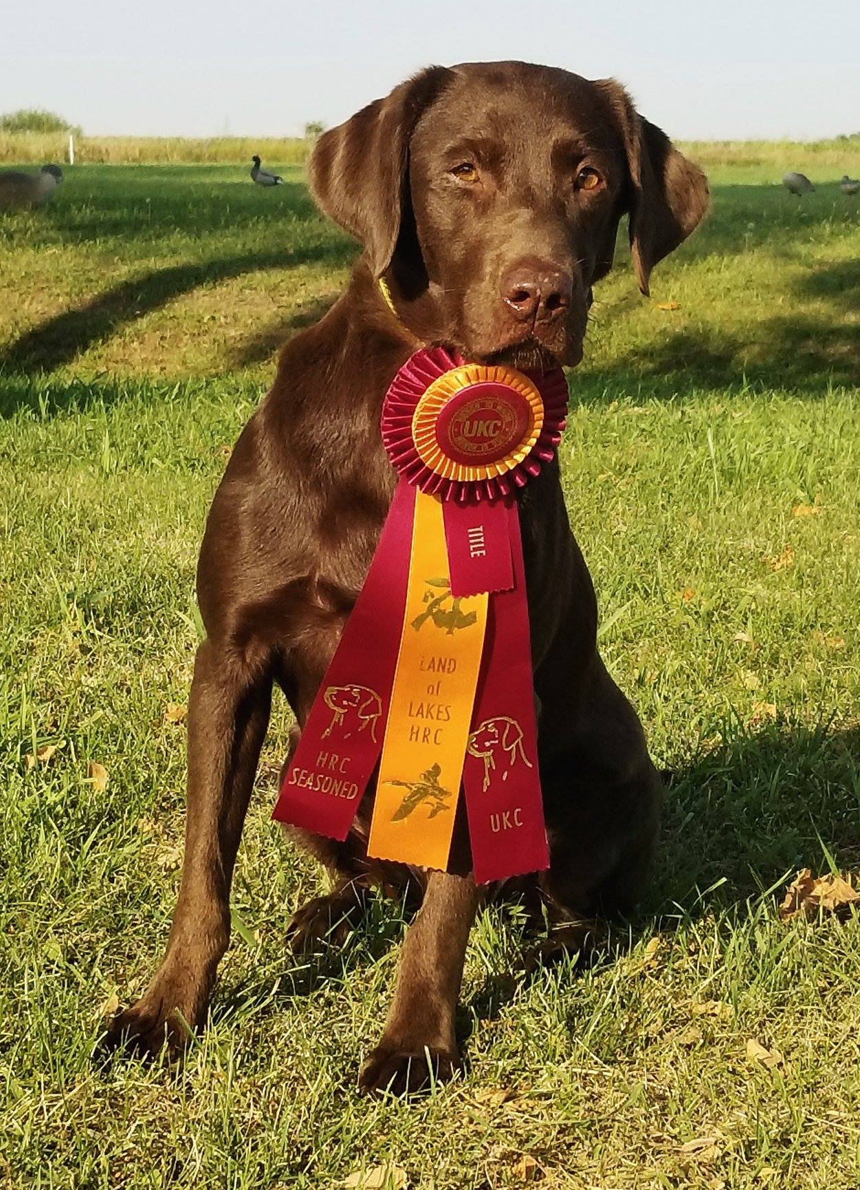 GMPR HR Young Gunz Abracadabra | Chocolate Labrador Retriver