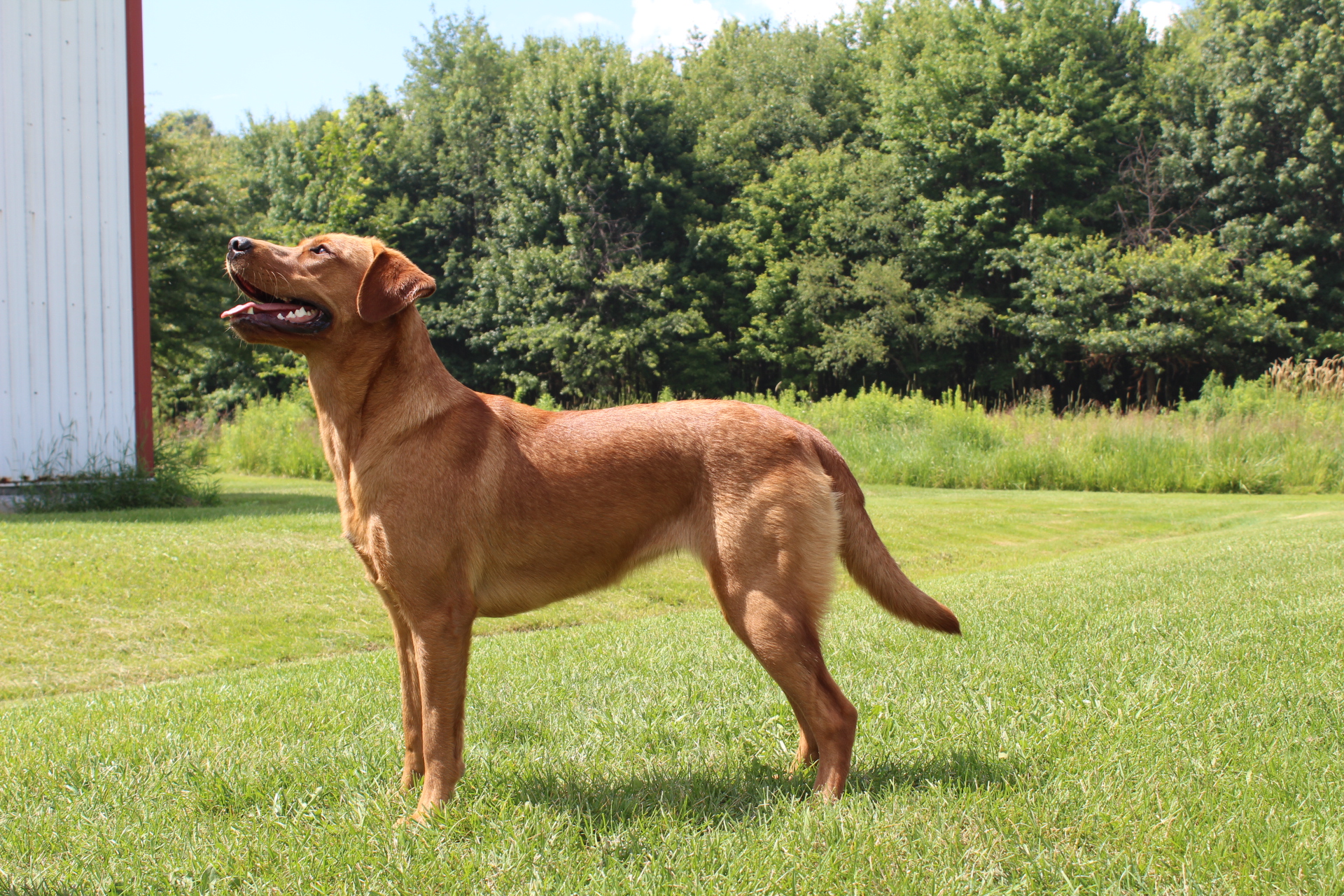 TLCL's Underneath This Amarillo Sky DS DM AS CGC TKN VHM CGCA | Yellow Labrador Retriver