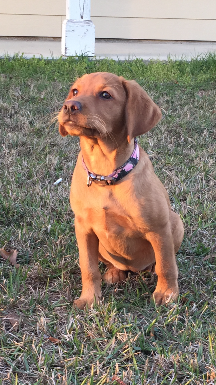 Kenna’s Saltwater Remi Of Bayou Bacon | Yellow Labrador Retriver