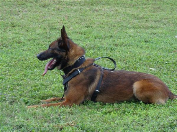 Athos NHSB 2784377 | Belgian Malinois 
