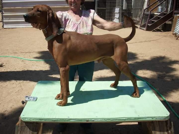 Arizona Good Times at Regal-C | Redbone Coonhound 