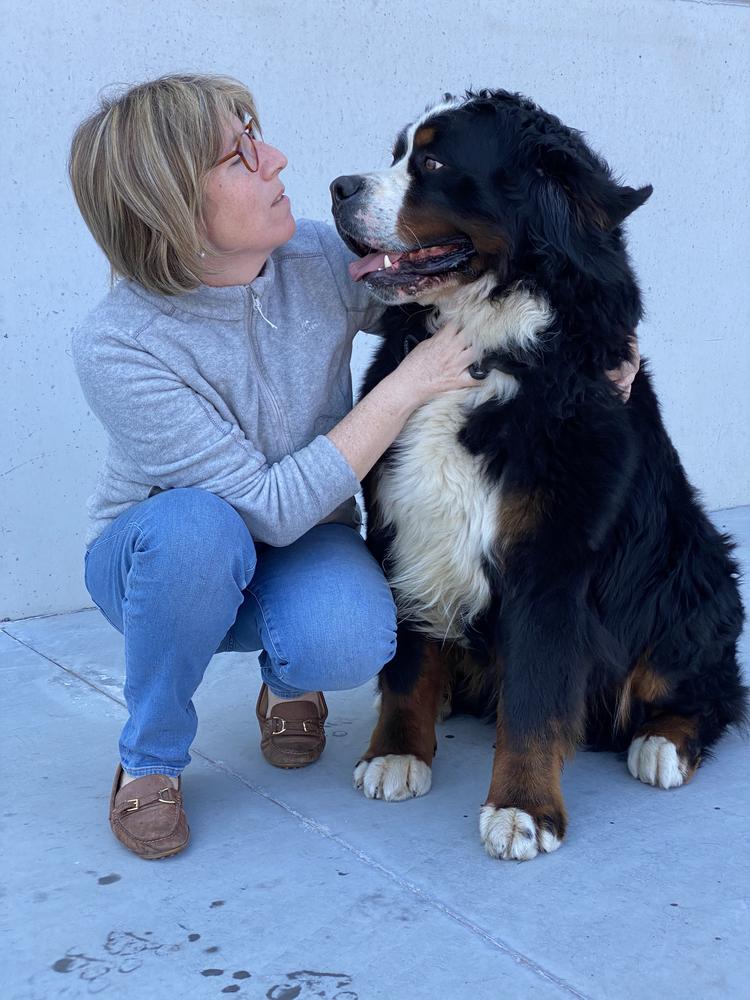 Prince of Pleasure Swiss Kiss | Bernese Mountain Dog 