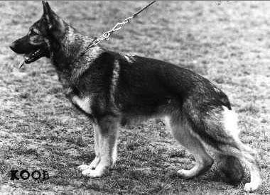 Carlie von der Wienerau | German Shepherd Dog 