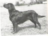 Blakeholme Heronsflight Try | Flat-Coated Retriever 