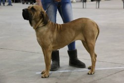 Djana da Anjo da Guarda | Fila Brasileiro 