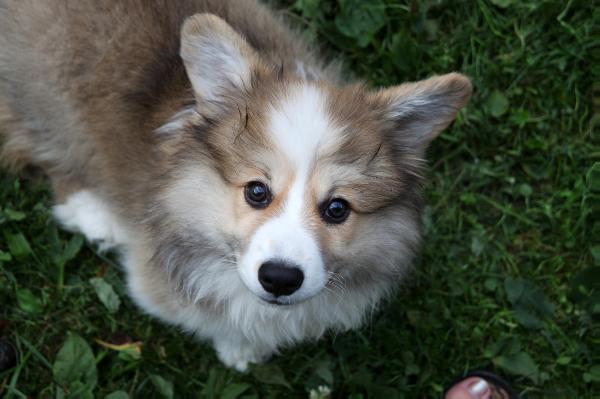 All You Need Is Love Foxy Fellow n/b | Pembroke Welsh Corgi 