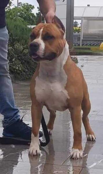 Triskell Ast El Diablo | American Staffordshire Terrier 