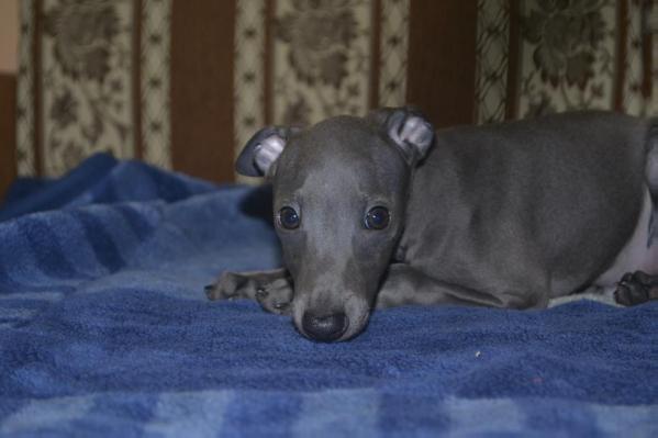 Zhemchuzhina Dona Violent | Italian Greyhound 