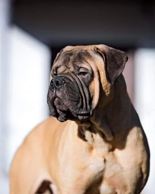 Bogemia Cream ROCHESTER | Bullmastiff 