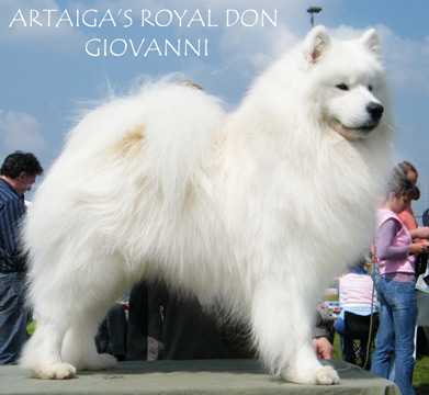 Artaiga's Royal Don Giovanni | Samoyed 