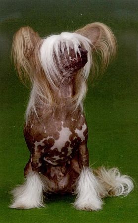 C'China Modry Kvet | Chinese Crested 