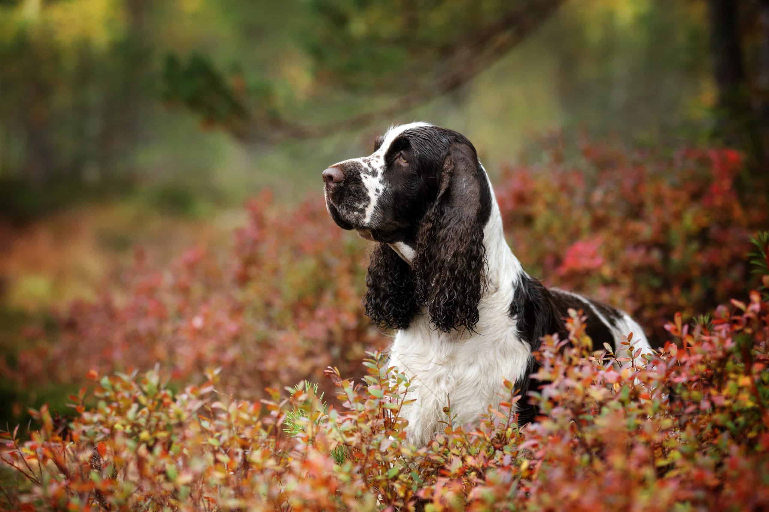 English Springer Spaniel