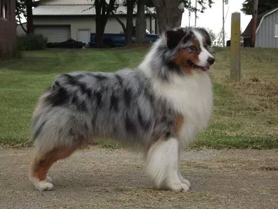 X'Sells the Drums are Drumming | Australian Shepherd 