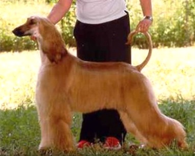 kouros confusa e felice | Afghan Hound 