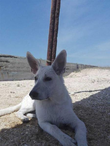 ARGUS White Fang's House | White Swiss Shepherd Dog 