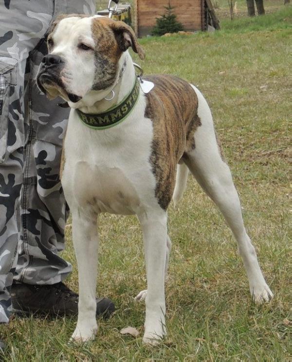 White Clowns Flubber aka Rammstein | American Bulldog 