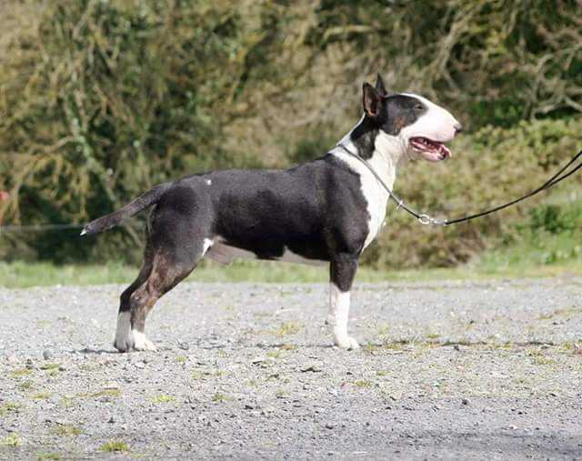 Doherty Daydreamer | Bull Terrier 