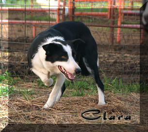 B24 Clara ABC 309545 | Border Collie 