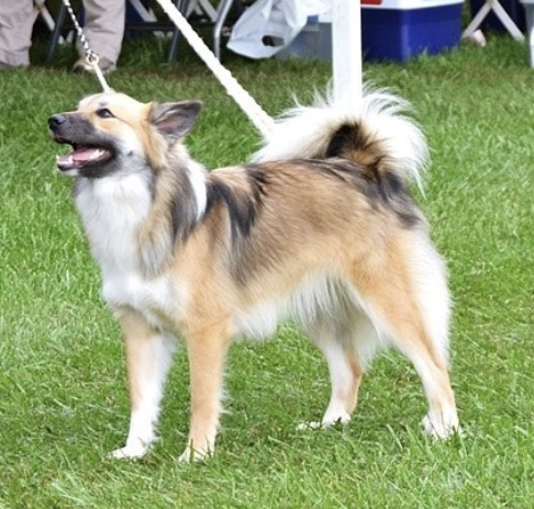 Mceremon's Unreachable Heart of a Star | Icelandic Sheepdog 