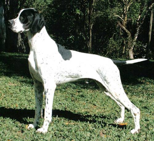 DOBE'S DEN POINT MANO | Pointer 