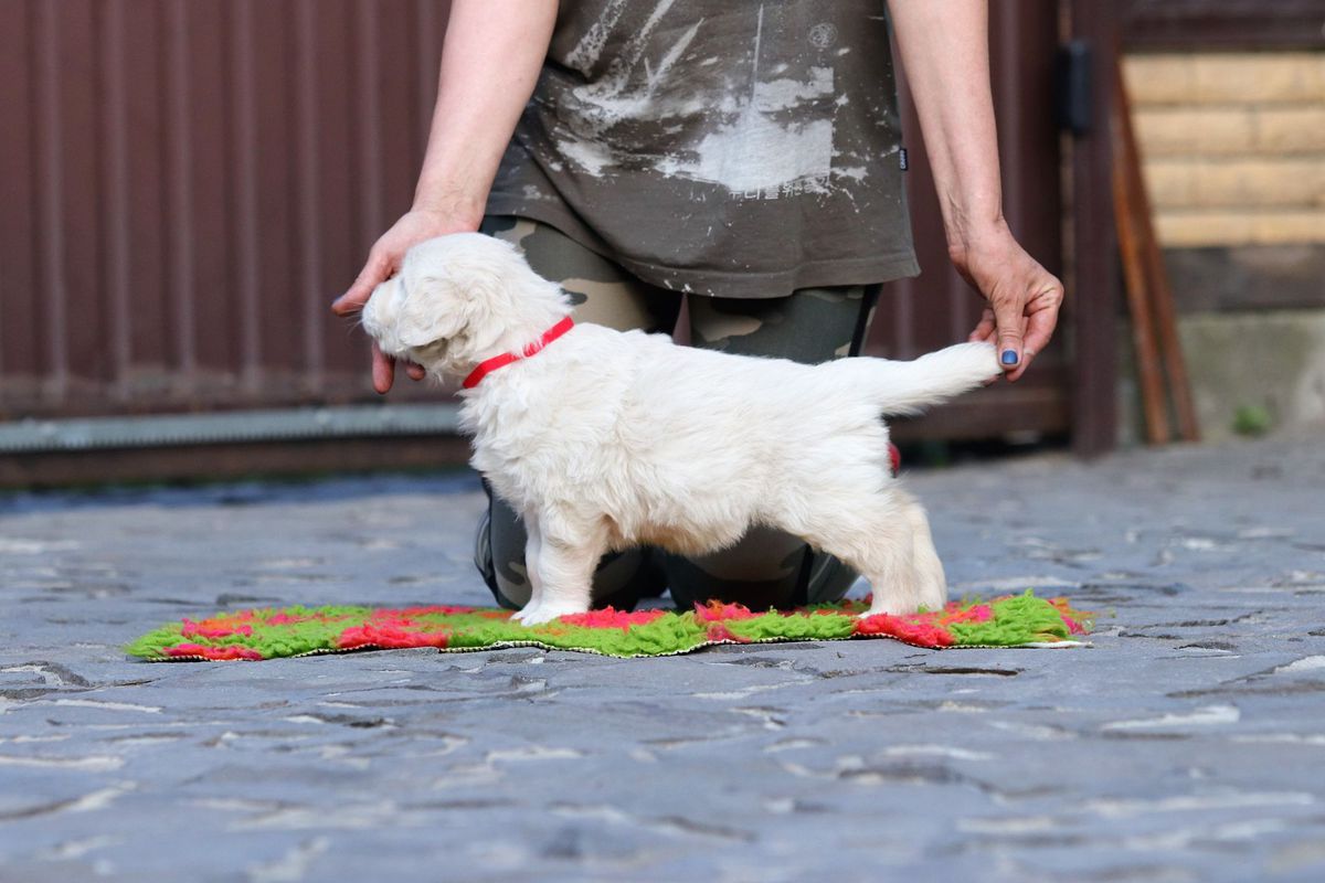 ZARINA Forward Ukraine | Golden Retriever 