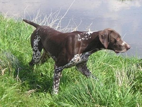 Veto de la Porte de Becray | German Shorthaired Pointer 