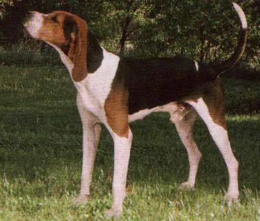 Nocturnal Nailor | Treeing Walker Coonhound 