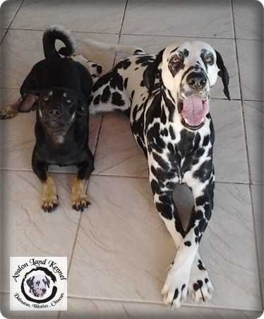 Jewel of Avalon Land | Dalmatian 