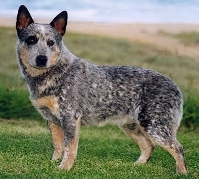 Turrella French Kiss | Australian Cattle Dog 