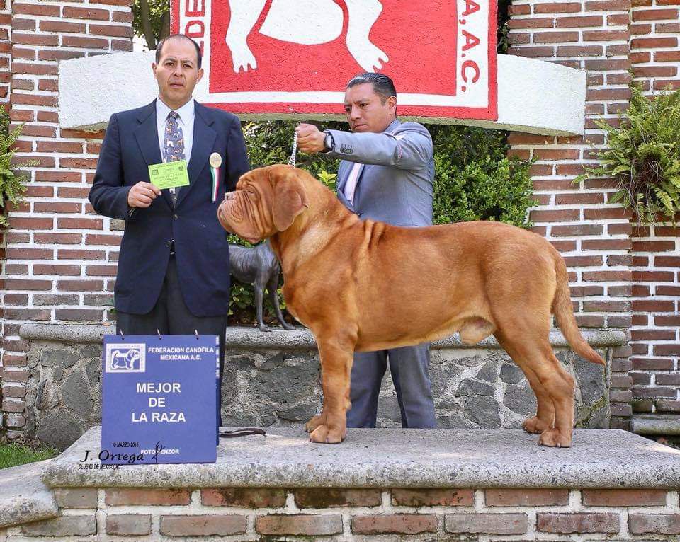 Emberez Barracuda | Dogue de Bordeaux 