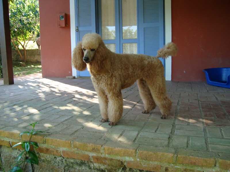 Red Rebecca of Quindim | Poodle 