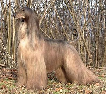 Xenos Joselito | Afghan Hound 