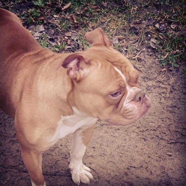 SLR Sheez Soo Fancy | Olde English Bulldogge 