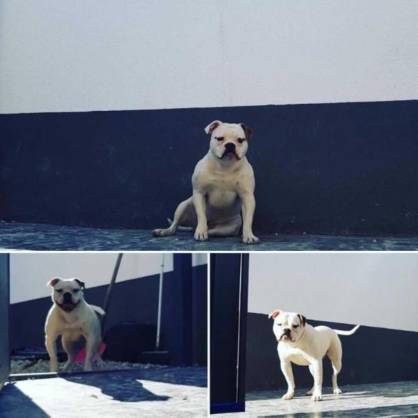 Southstar´s Cookie | American Bulldog 