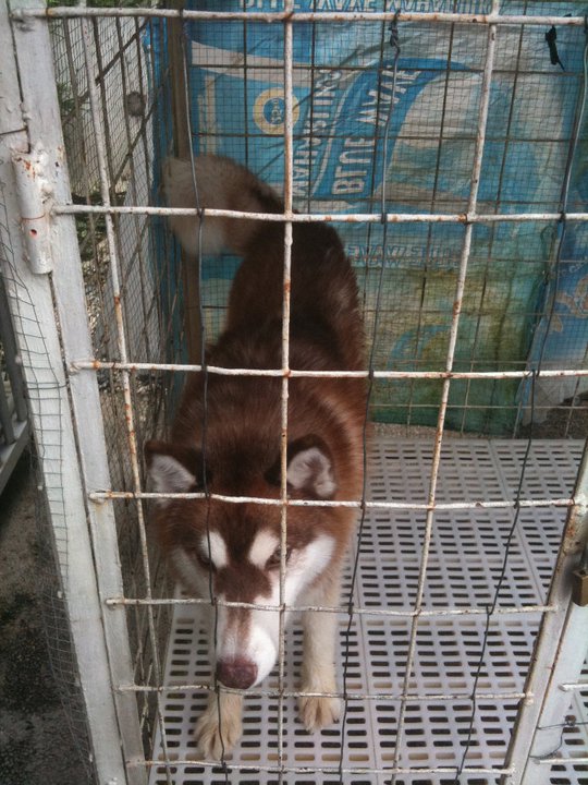 Laneesha of Arctic Lycan | Siberian Husky 