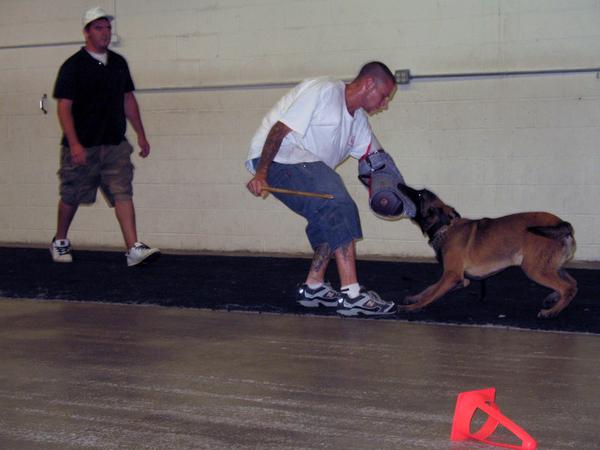 Kobe V der Jager | Belgian Malinois 