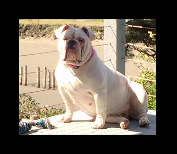 Bodybuilder's Heaven | Olde English Bulldogge 