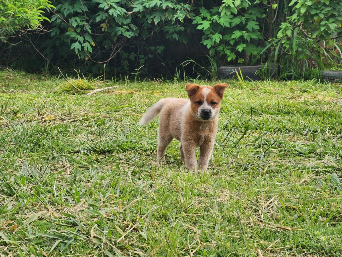 BELINHA RANCHO HEELER SELIVON | Australian Cattle Dog 