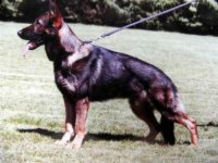 Mac zum Gimbacher Hof | German Shepherd Dog 