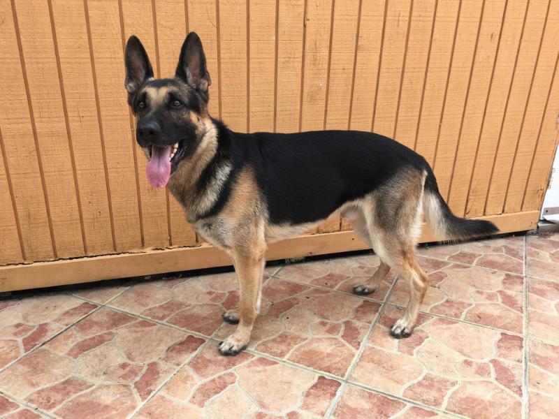 Max Deans Van Haus Carazo | German Shepherd Dog 