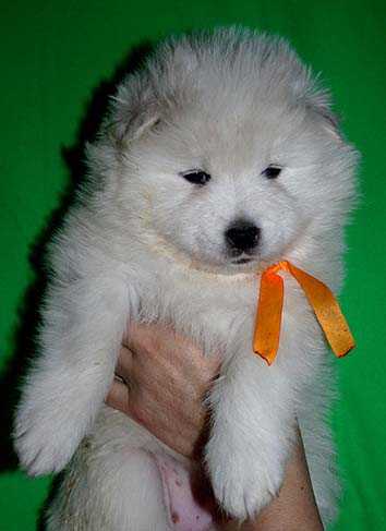 IZDOMASU Oriva | Samoyed 