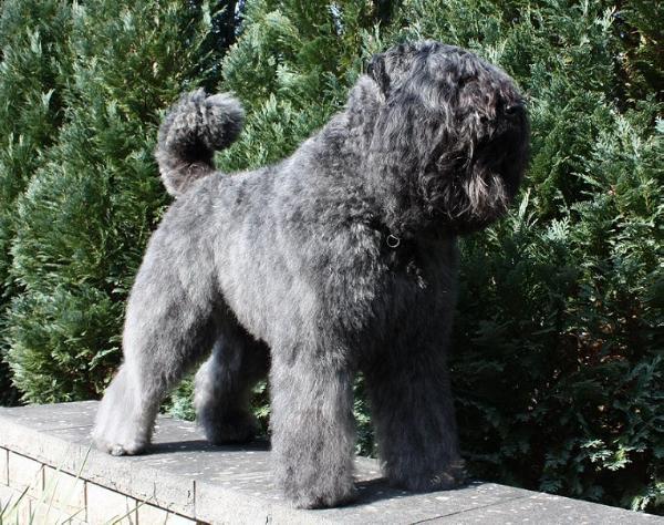 Hit Alivet Elvecedor | Bouvier des Flandres 